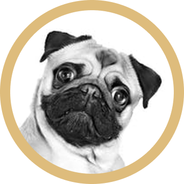 Pug